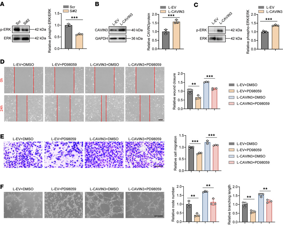 ERK phosphorylation is essential for CAVIN3-mediated regulation of patho...