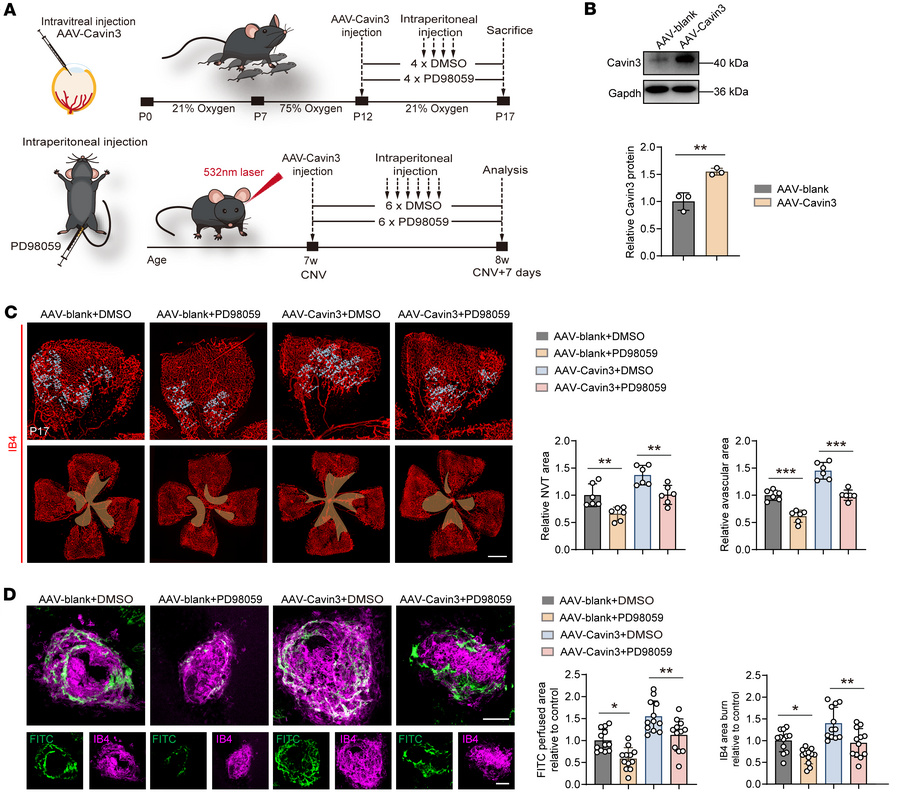 Cavin3 deficiency modulates vascular normalization in an Erk-dependent m...