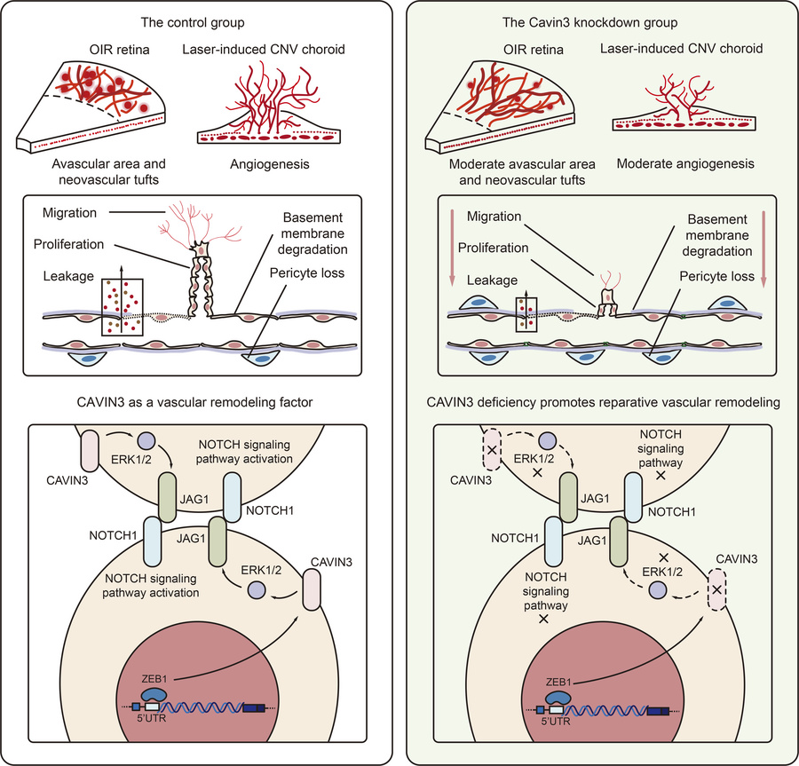 graphical abstract