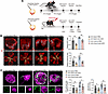 Jag1 is regulated by endothelial Cavin3.