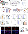 CAVIN3 deficiency inhibits EC proliferation in pathological conditions.
