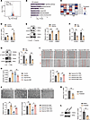 CAVIN3 deficiency downregulates JAG1 by inhibiting ERK phosphorylation.