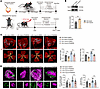 Cavin3 deficiency modulates vascular normalization in an Erk-dependent mann