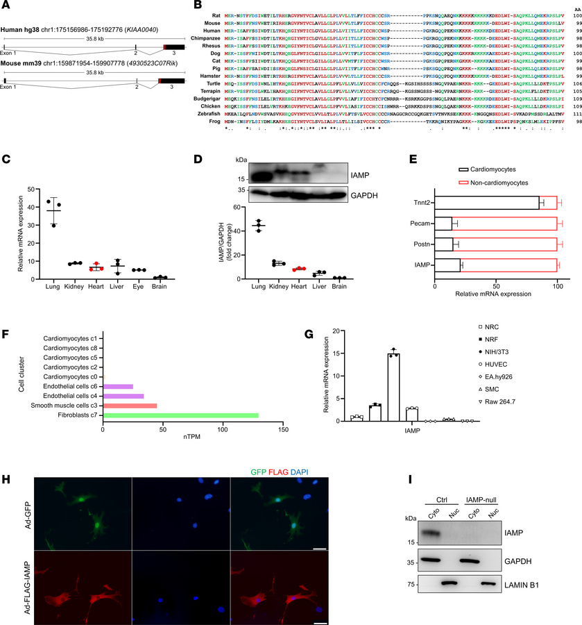 Micropeptide IAMP is highly expressed in cardiac fibroblasts.
(A) Genomi...