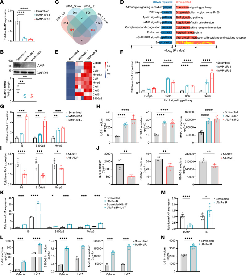 IAMP represses inflammatory response in cardiac fibroblasts.
(A and B) q...