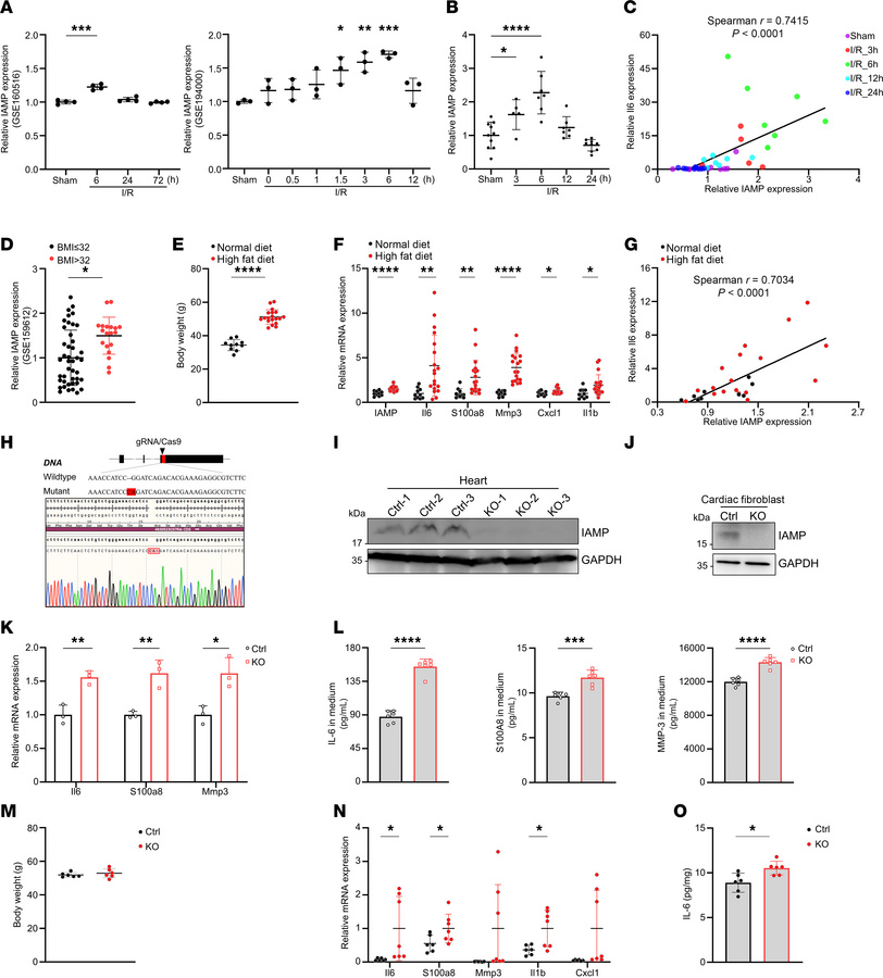 IAMP expression is correlated with myocardial inflammation in heart.
(A)...
