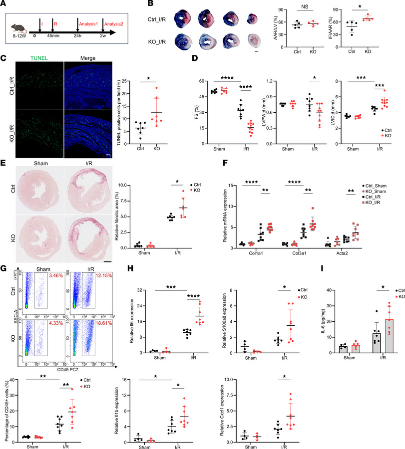 Loss of IAMP exacerbates ischemia/reperfusion injury in the heart.
(A) S...
