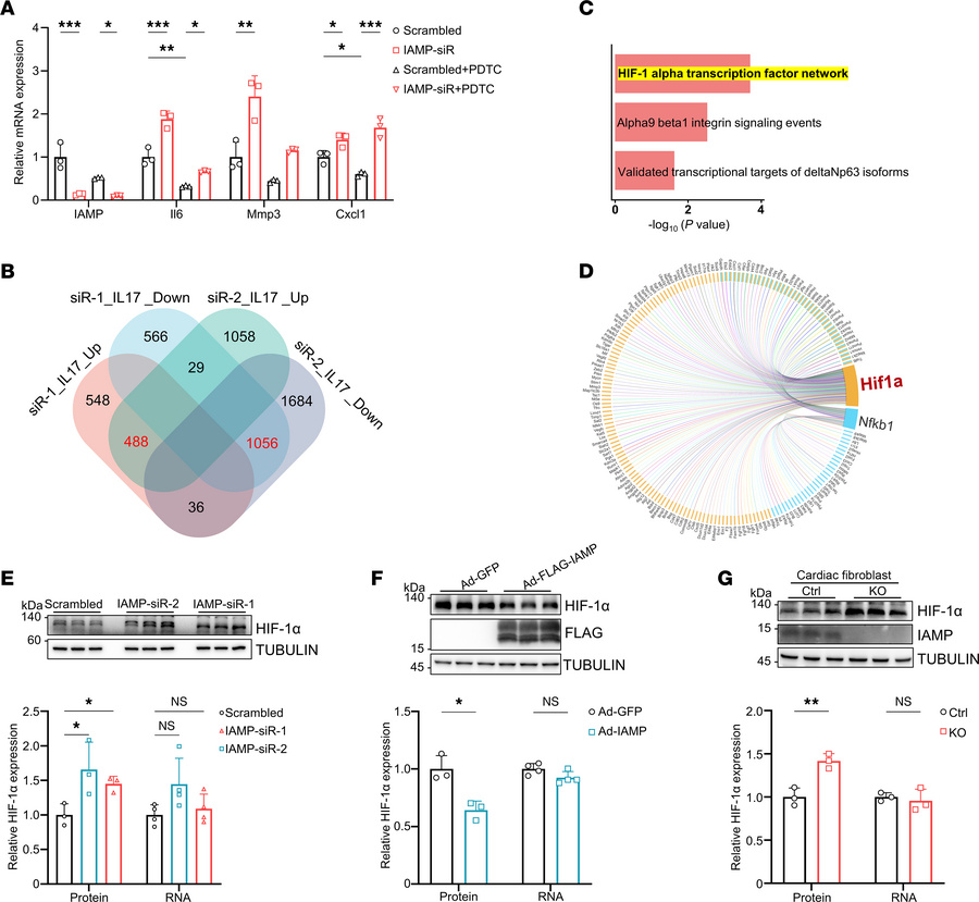 IAMP regulates HIF-1α protein expression.
(A) qPCR analysis of mRNA leve...