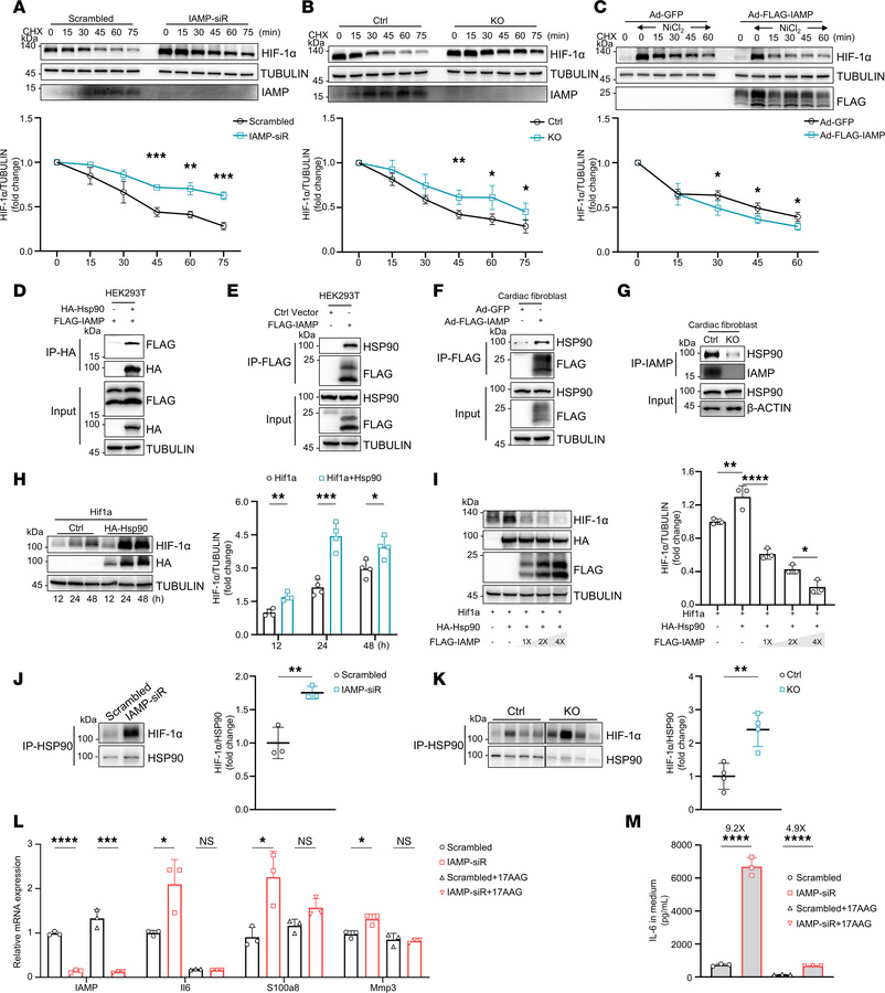 IAMP destabilizes HIF-1α proteins through interacting with HSP90.
(A–C) ...