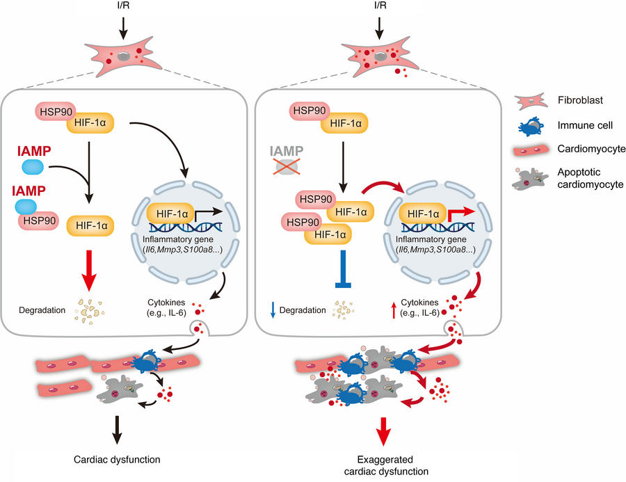 A proposed working model for the regulation of inflammation in cardiac f...