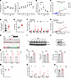 IAMP expression is correlated with myocardial inflammation in heart.