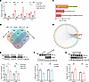 IAMP regulates HIF-1α protein expression.