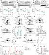 IAMP destabilizes HIF-1α proteins through interacting with HSP90.