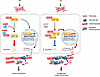 A proposed working model for the regulation of inflammation in cardiac fibr