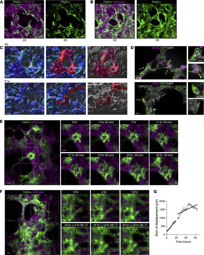 Mesenchymal ring structure dynamics and contraction are required for alv...