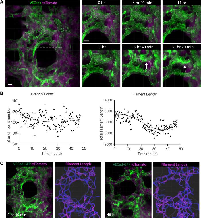 Endothelial cells form a dynamic complex vascular network during alveolo...
