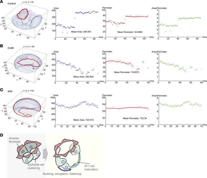 Computational modeling of alveologenesis based on membrane/cell shape–tr...