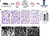 Precision-cut lung slices (PCLS) model of alveologenesis ex vivo.