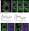 Endothelial cells form a dynamic complex vascular network during alveologen