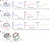 Computational modeling of alveologenesis based on membrane/cell shape–track