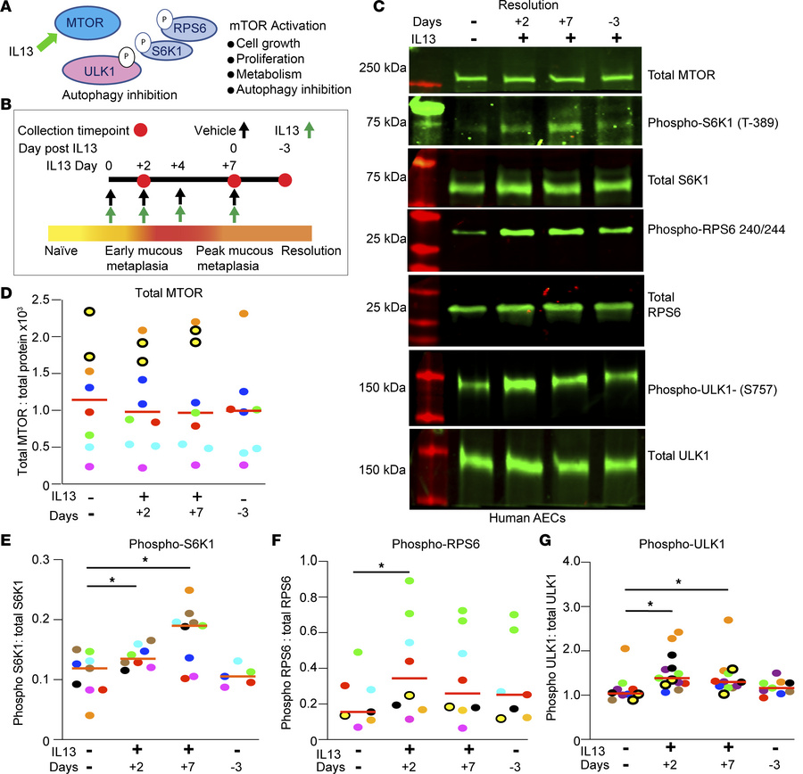 IL-13 increases MTOR substrate phosphorylation.
(A) MTOR signaling regul...