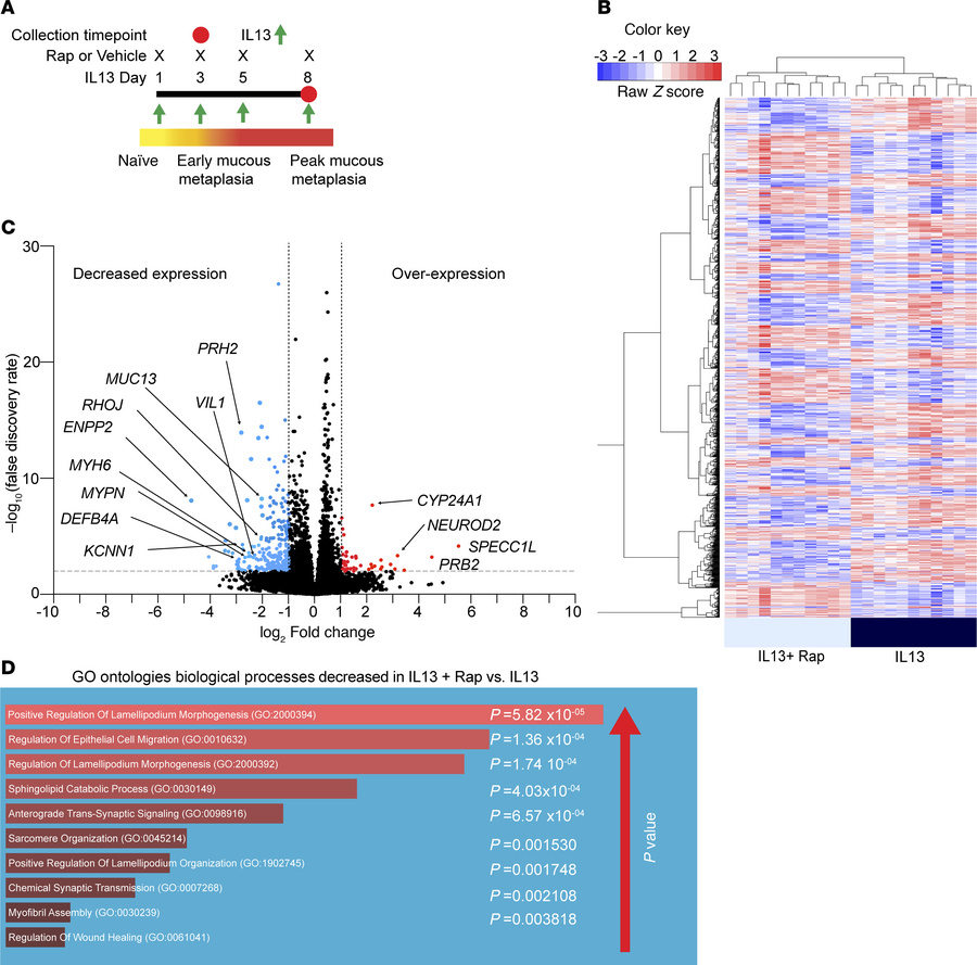 MTOR inhibition leads to decreased expression of cytoskeletal organizati...
