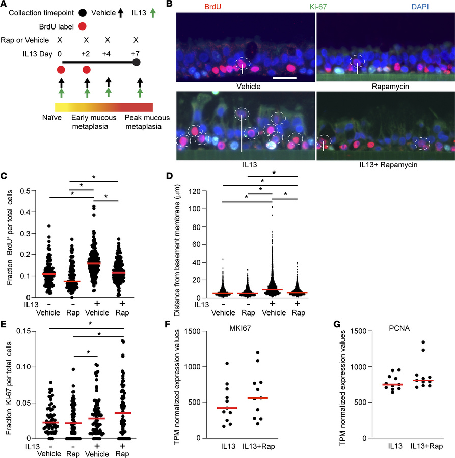 MTOR regulates movement of airway epithelial cells during IL-13–mediated...