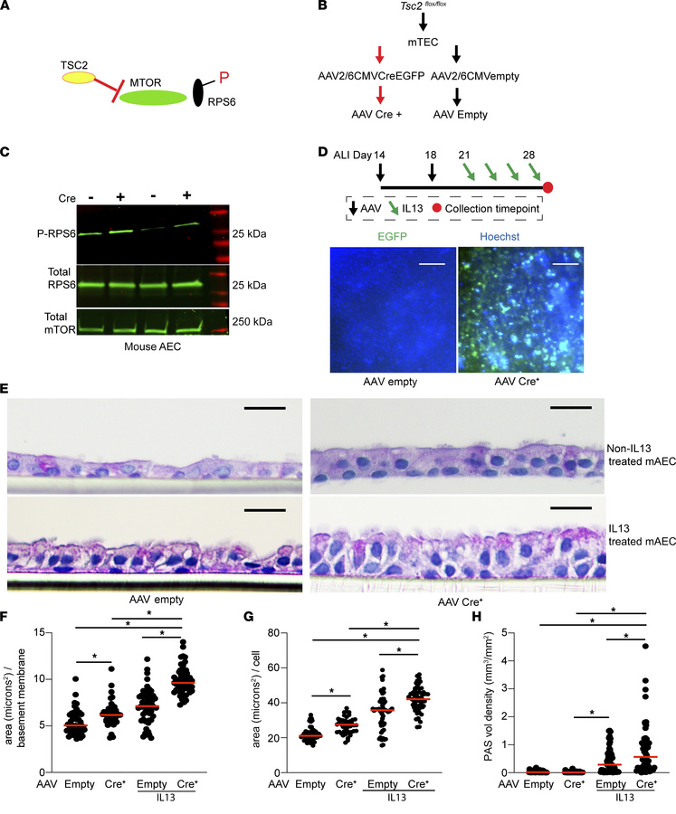MTOR activation by Tsc2 deletion leads to increased mucous metaplasia an...
