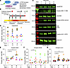 IL-13 increases MTOR substrate phosphorylation.