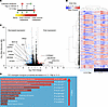 MTOR inhibition leads to decreased expression of cytoskeletal organization