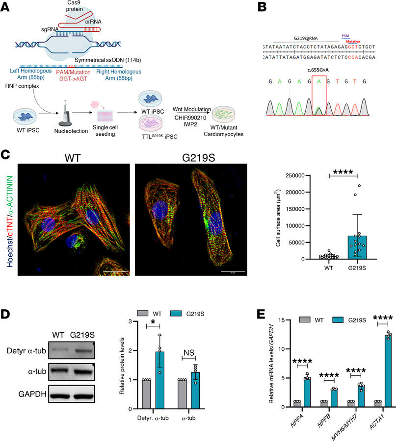 TTL p.G219S gene-edited isogenic iPSCs-CMs showing increased cell size, ...