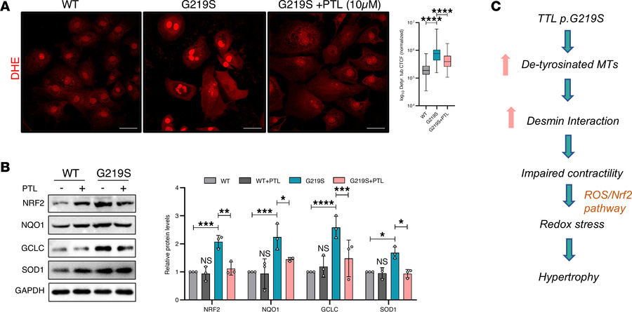 PTL treatment rescued redox stress in TTL p.G219S iPSC-CMs.
(A) Represen...