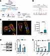 TTL p.G219S gene-edited isogenic iPSCs-CMs showing increased cell size, tub