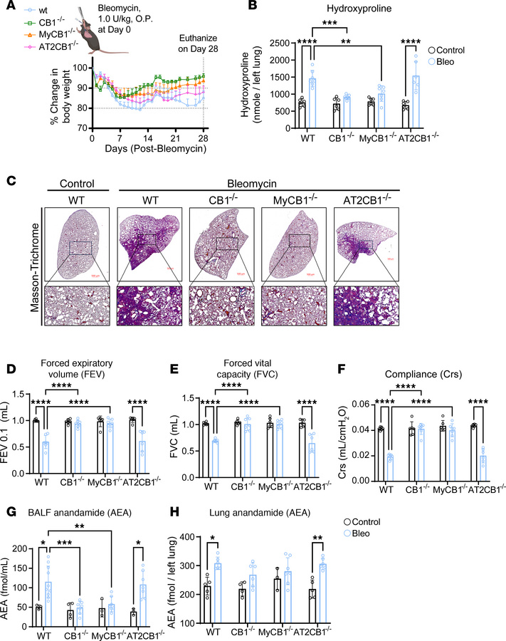 Deletion of CB1R in myeloid cells, but not in AT2 cells, prevents PF.
(A...