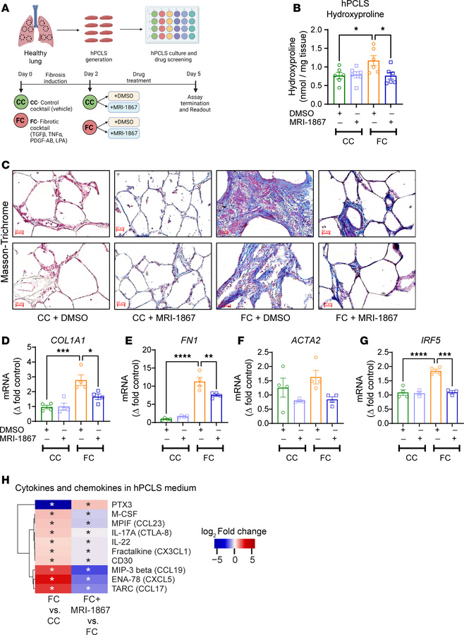 MRI-1867 attenuates fibrosis in hPCLS.
(A) Experimental plan with hPCLS,...