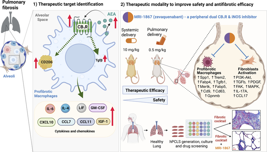 graphical abstract