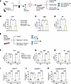 CB1R activation in AMs could regulate the activation of pro-fibrotic macrop