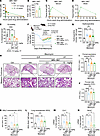 Pulmonary delivery of MRI-1867 at a reduced dose reveals antifibrotic effic