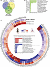 Translationally relevant genes and pathways reversed by either MRI-1867 or