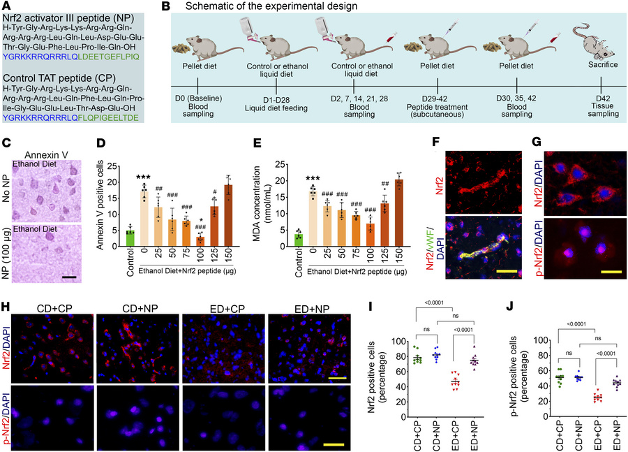 Alcohol attenuates Nrf2 activation.
(A) Peptide sequences: Nrf2 activato...