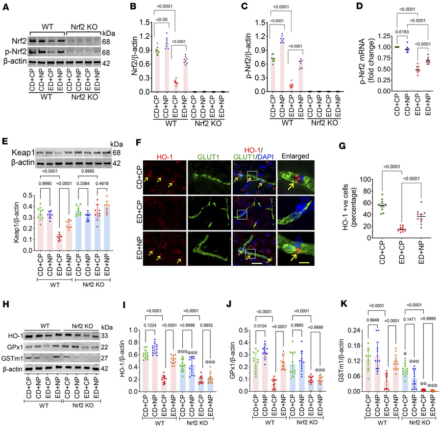 Nrf2 peptide improves expression of antioxidant proteins in alcohol inge...