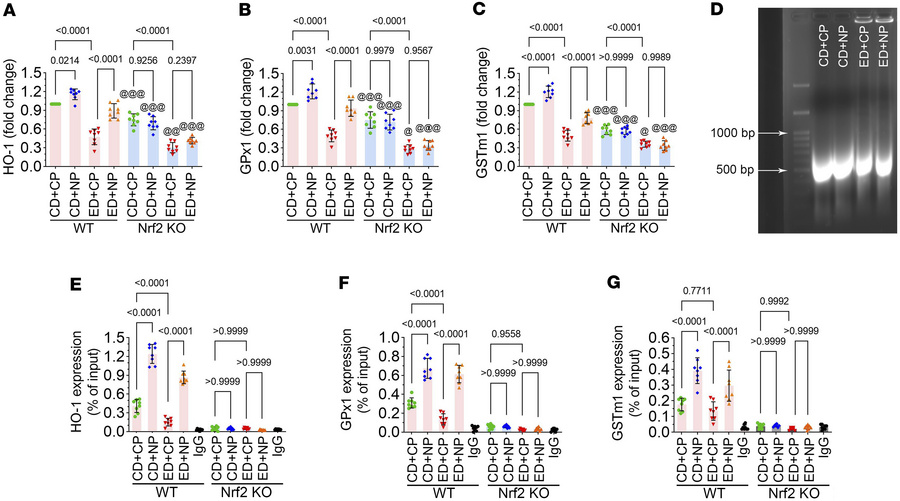 Nrf2 peptide improves the expression of antioxidant genes in alcohol ing...