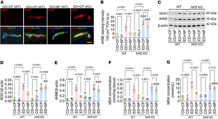 Nrf2 peptide attenuates oxidative stress.
(A and B) Immunofluorescence s...