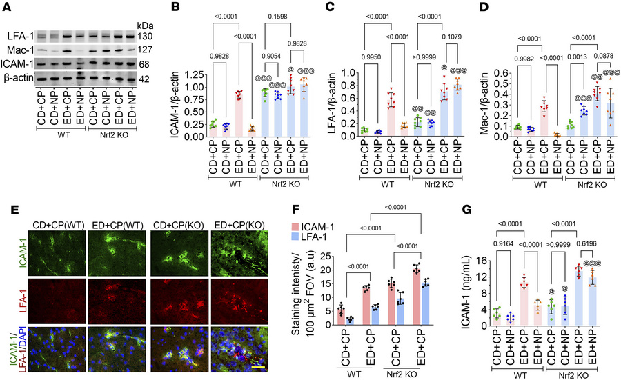 Alcohol augments the activation of ICAM-1 and its receptors LFA-1 and Ma...