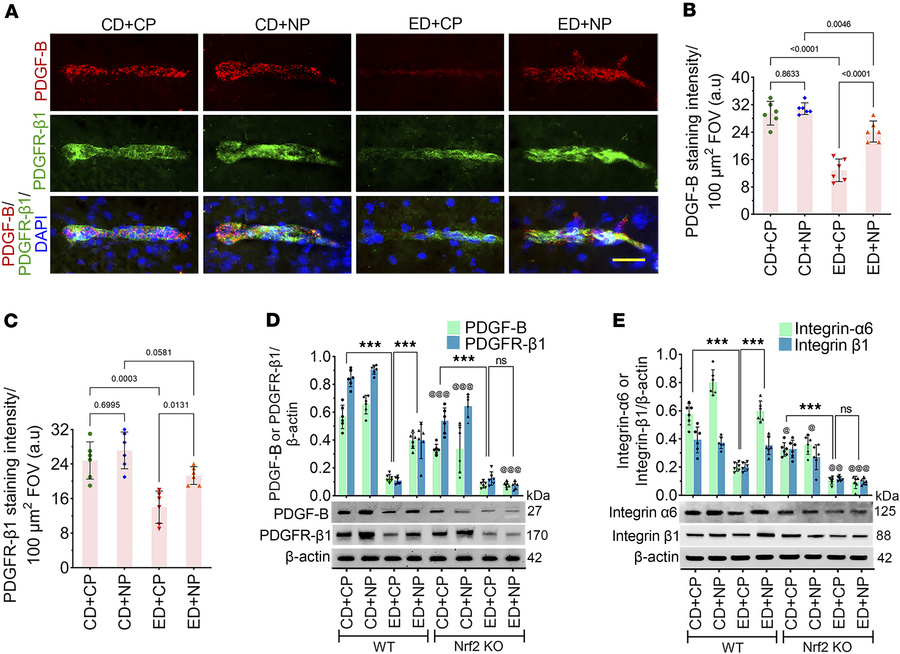 Alcohol impairs BBB integrity and Nrf2 peptide protects it.
(A) Immunofl...