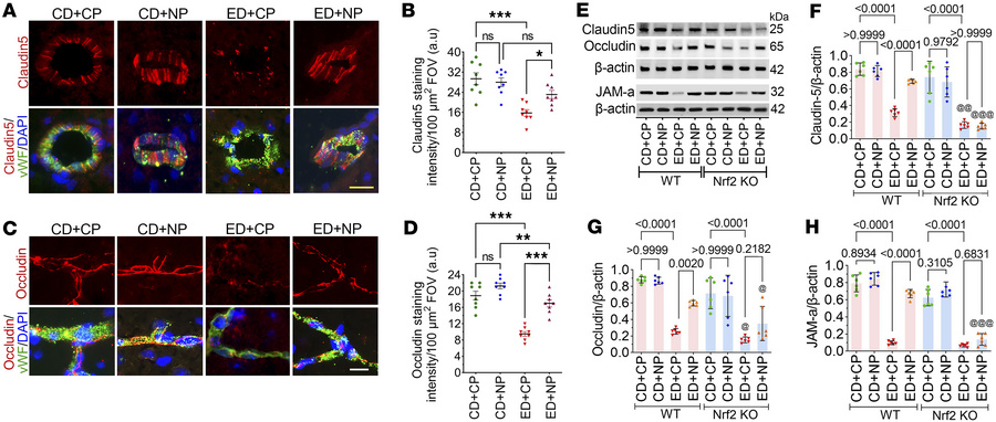 Nrf2 peptide protects the BBB in alcohol ingestion.
(A) Immunofluorescen...