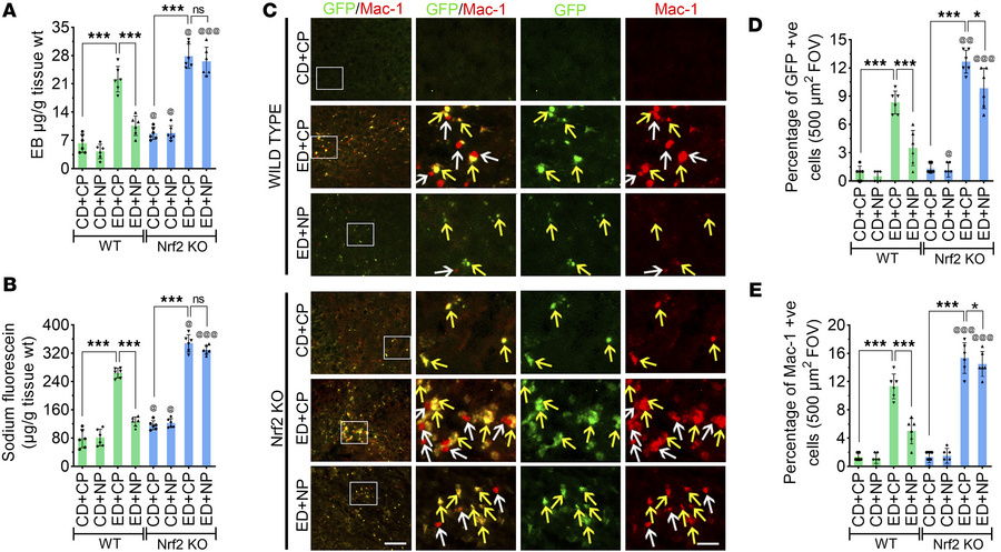 Nrf2 peptide attenuates BBB permeability and the transmigration of leuko...