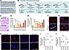 Alcohol attenuates Nrf2 activation.