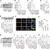 Nrf2 peptide improves expression of antioxidant proteins in alcohol ingesti