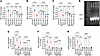 Nrf2 peptide improves the expression of antioxidant genes in alcohol ingest